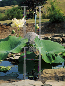 Picture of Nelumbo nucifera 'Mrs. Perry D. Slocum'