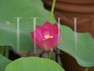 Picture of Nelumbo nucifera 'Pekinensis Rubra'