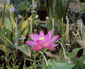 Picture of Nelumbo nucifera 'Pekinensis Rubra'