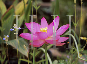 Picture of Nelumbo nucifera 'Pekinensis Rubra'