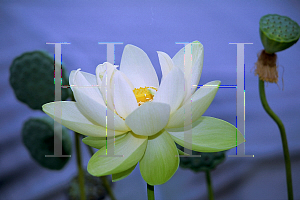 Picture of Nelumbo nucifera 'Perry's Giant Sunburst'