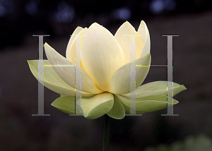 Picture of Nelumbo nucifera 'Perry's Giant Sunburst'