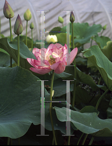 Picture of Nelumbo nucifera 'Rosea Plena'