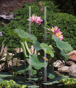 Picture of Nelumbo nucifera 'Rosea Plena'