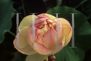 Picture of Nelumbo nucifera 'Rosea Plena'
