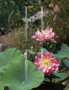 Picture of Nelumbo nucifera 'Rosea Plena'