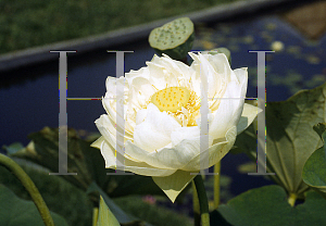 Picture of Nelumbo nucifera 'Shiroman'