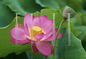 Picture of Nelumbo nucifera 'The President'