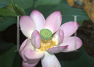 Picture of Nelumbo nucifera 'The President'