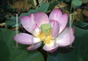 Picture of Nelumbo nucifera 'The President'