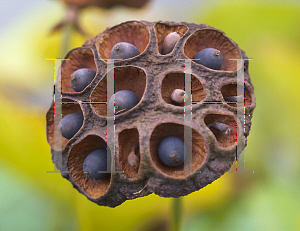 Picture of Nelumbo nucifera 