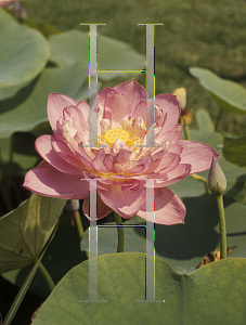 Picture of Nelumbo nucifera 'Rosea Plena'