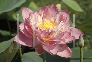 Picture of Nelumbo nucifera 'Rosea Plena'