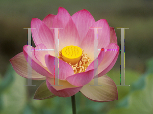 Picture of Nelumbo nucifera 'Ruby Gardner'