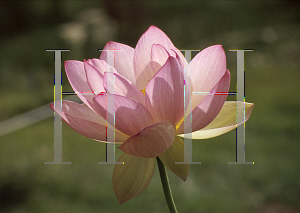 Picture of Nelumbo nucifera 'Ruby Gardner'