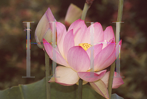 Picture of Nelumbo nucifera 'Speciosum'