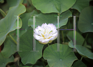 Picture of Nelumbo nucifera 'Hong Chow Bowl'