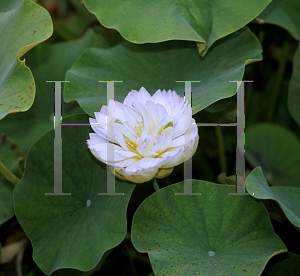 Picture of Nelumbo nucifera 'Hong Chow Bowl'