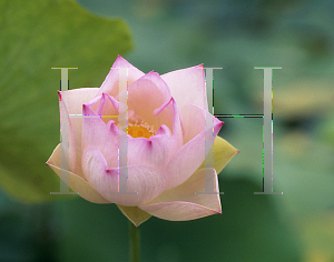 Picture of Nelumbo nucifera 'Red Radiance'