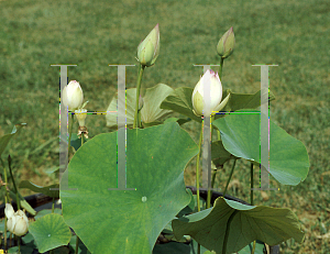 Picture of Nelumbo nucifera 'Red Baby'