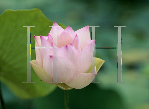 Picture of Nelumbo nucifera 'Red Radiance'