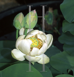 Picture of Nelumbo nucifera 'Xiamen Bowl'