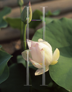 Picture of Nelumbo nucifera 'Xiamen Bowl'