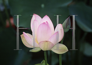 Picture of Nelumbo nucifera 'Red Baby'