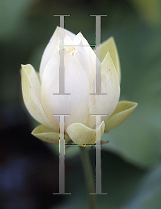 Picture of Nelumbo nucifera 'Baby Doll'