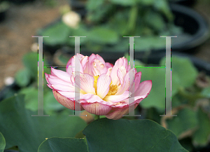 Picture of Nelumbo nucifera 'Gulang Red'