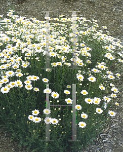 Picture of Leucanthemum x superbum 'Filigran'