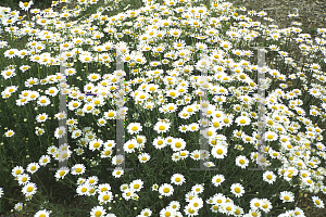 Picture of Leucanthemum x superbum 'Filigran'