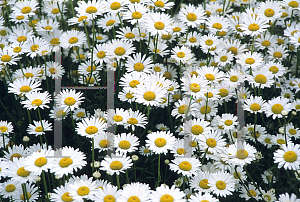 Picture of Leucanthemum x superbum 'Filigran'