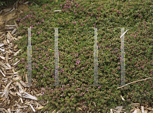 Picture of Thymus serpyllum 'Magic Carpet'