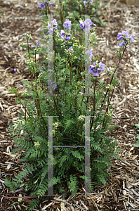 Picture of Polemonium  'Bressingham Purple'