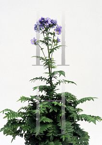 Picture of Polemonium  'Bressingham Purple'