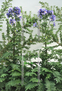 Picture of Polemonium  'Bressingham Purple'