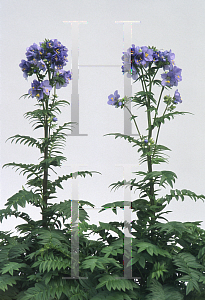 Picture of Polemonium  'Bressingham Purple'