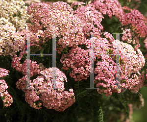 Picture of Achillea millefolium 'Apple Blossom'