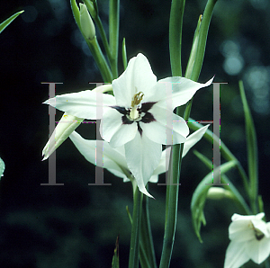 Picture of Gladiolus callianthus 