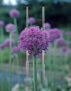 Picture of Allium giganteum 