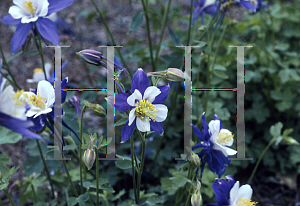 Picture of Aquilegia x hybrida 'Blue Jay (Songbird Series)(n)'