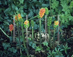 Picture of Arum italicum 'Pictum'