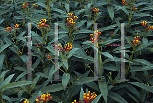 Picture of Asclepias curassavica 