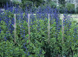 Picture of Baptisia australis 