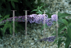 Picture of Buddleia davidii 'Floralort'