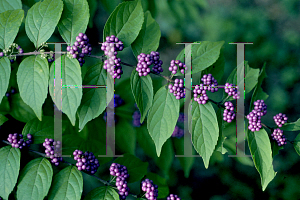 Picture of Callicarpa dichotoma 