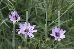 Picture of Catananche caerulea 