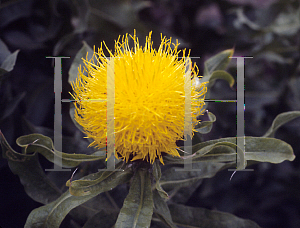 Picture of Centaurea macrocephala 