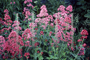 Picture of Centranthus ruber 'Roseus'